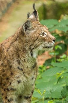 NP Bayerischer Wald_Luchs_D8B0241